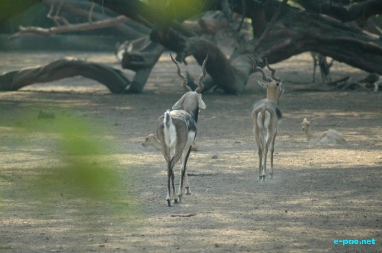 National Zoo, New Delhi :: Ocotber 2008