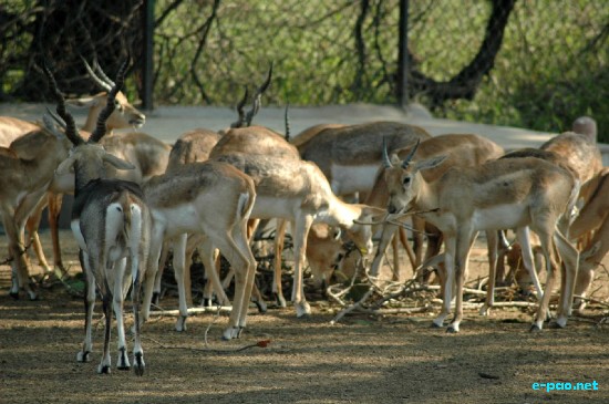 National Zoo, New Delhi :: Ocotber 2008