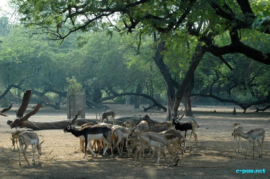 National Zoo, New Delhi :: Ocotber 2008