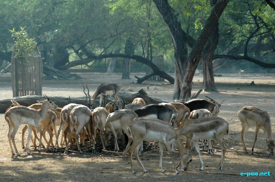 National Zoo, New Delhi :: Ocotber 2008
