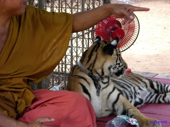 Tiger Temple at Kanchanaburi :: Thailand 2008