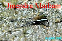 Unknown Butterfly found in Manipur  :: July 10 2011