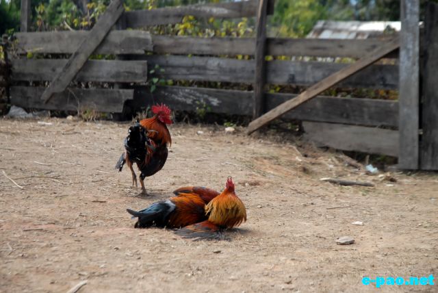Cock Fighting as witnessed at Maokot, Indo-Burma Border (Ukhrul District)  :: January 2011