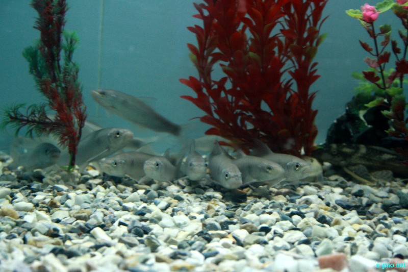 5-Day State Level Aquarium Exhibition at  Manipur Science Aquarium, DM college, Imphal :: October 26 2012