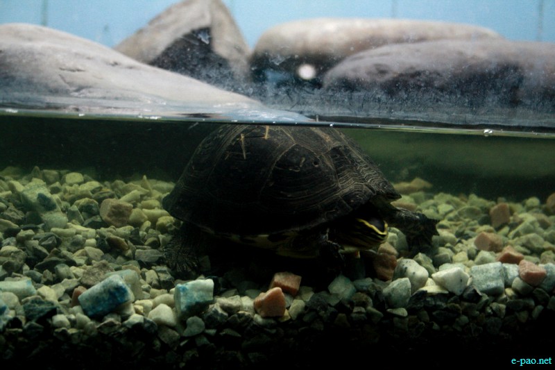 5-Day State Level Aquarium Exhibition at  Manipur Science Aquarium, DM college, Imphal :: October 26 2012