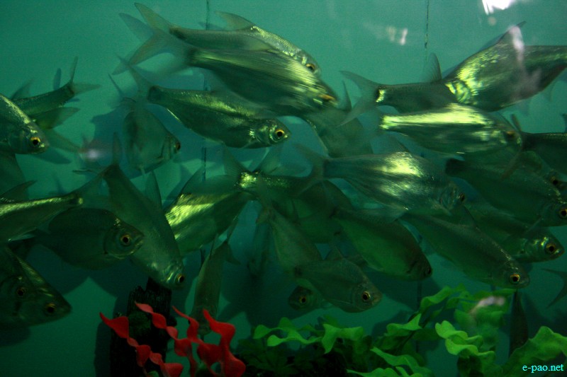 5-Day State Level Aquarium Exhibition at  Manipur Science Aquarium, DM college, Imphal :: October 26 2012