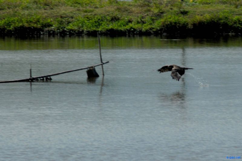 Birds as seen in winter season in a Paddy field in Imphal :: Oct 25 2012