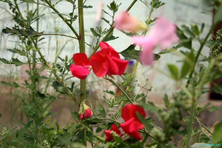 Flora of Manipur by Banti Phurailatpam :: March 2012