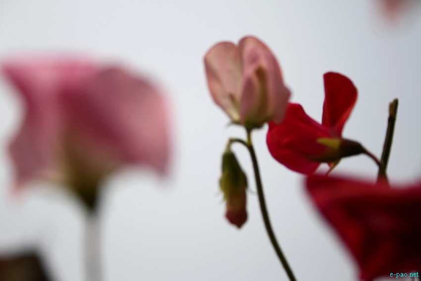 Flora of Manipur by Banti Phurailatpam :: March 2012