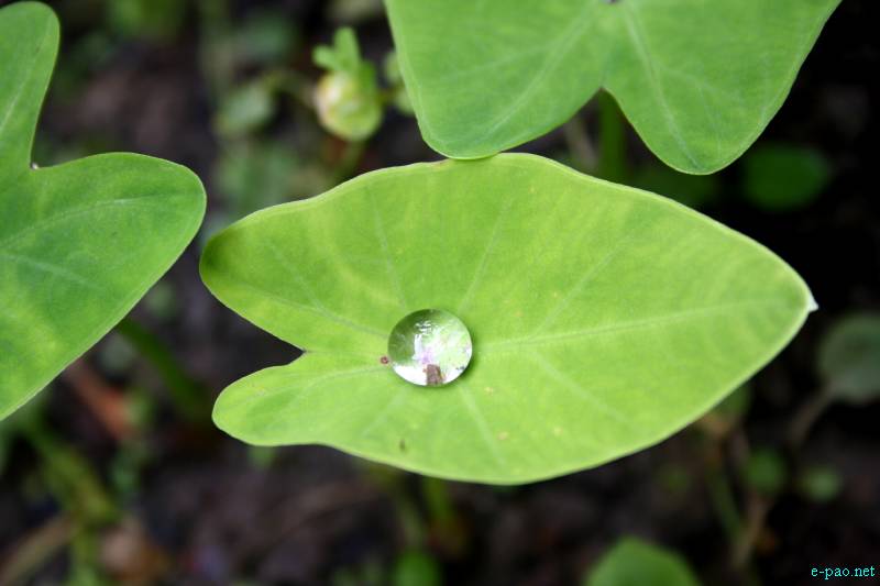 Flowers of Manipur through the lenses of Bunti Phurailatpam :: July 2012