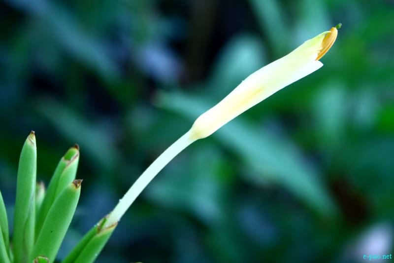 Flowers of Manipur through the lenses of Bunti Phurailatpam :: July 2012