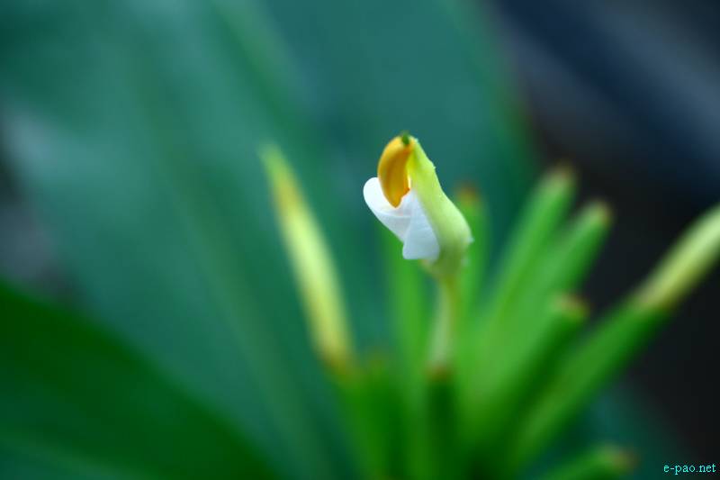 Flowers of Manipur through the lenses of Bunti Phurailatpam :: July 2012