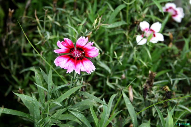 Flowers of Manipur through the lenses of Bunti Phurailatpam :: July 2012
