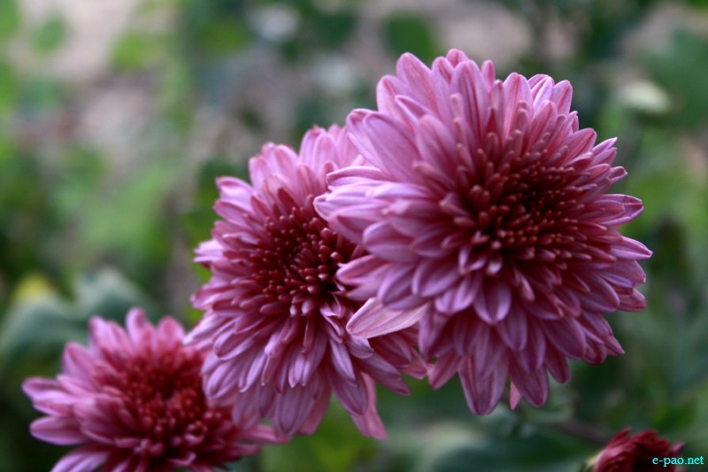 5-Day State Level Flower Show at  Manipur Science Aquarium, DM college, Imphal :: October 26 2012
