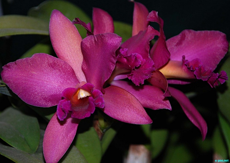 Orchids of Manipur by Bullu Raj :: April 2012