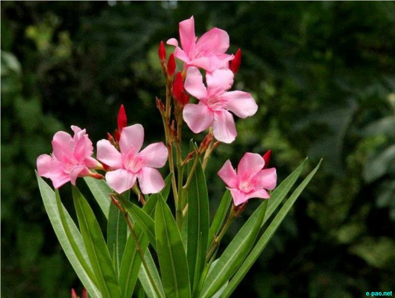 Flora Pictures from Manipur as taken by Sisir Banga  :: 2012