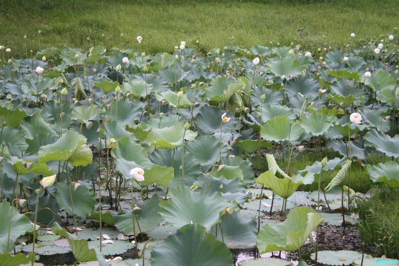 Thamna, Tharo , Thambal - Lotus blooms in Summer at Imphal Valley :: June 16 2012