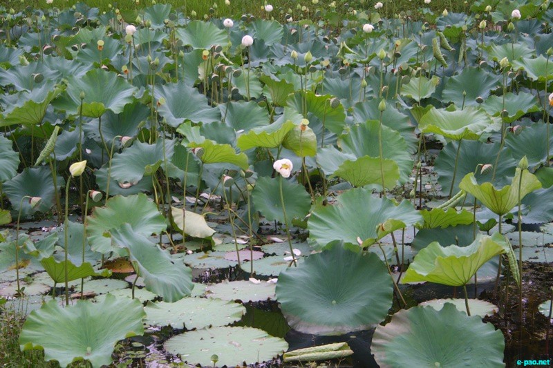  Thamna, Tharo , Thambal - Lotus blooms in Summer at Imphal Valley :: June 16 2012 