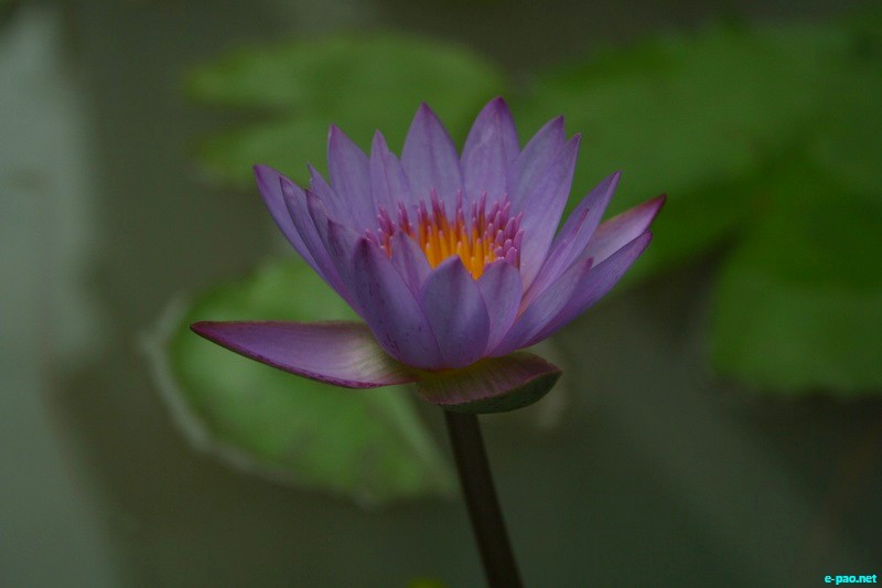 Thamna, Tharo , Thambal - Lotus blooms in Summer at Imphal Valley :: June 16 2012