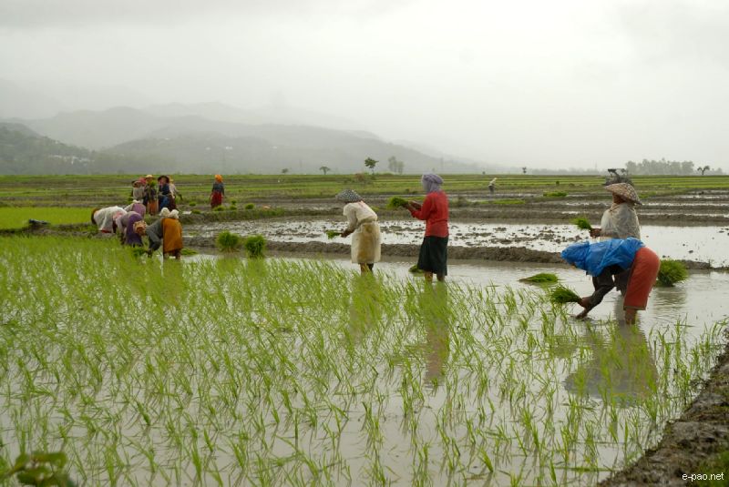   Women planting rice at a Paddy Field in June 2010  