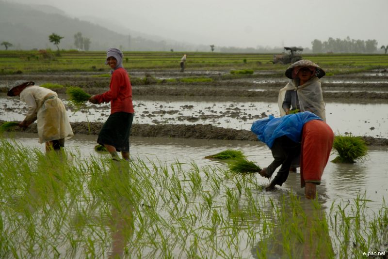  Women planting rice at a Paddy Field :: June 2010 