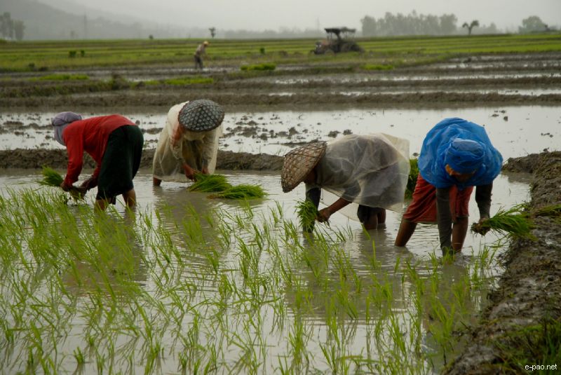 Farmers planting rice at a Paddy Field :: June 2010