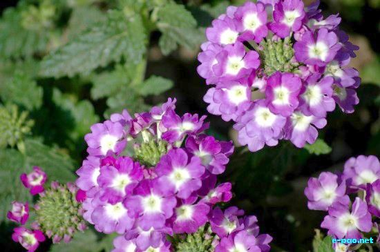 Wild Flowers of Manipur :: January 2009