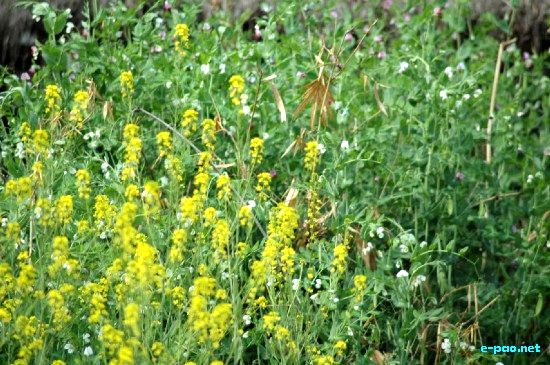 Wild Flowers of Manipur :: January 2009