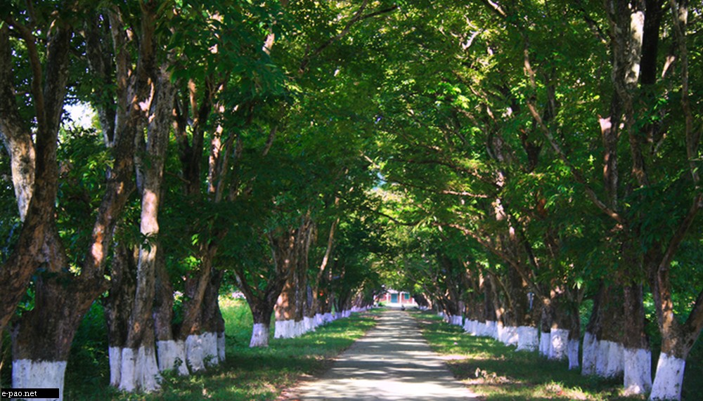 The Approach Road to Kha Manipur College at Kakching : Landscape of Manipur :: 17 October, 2011