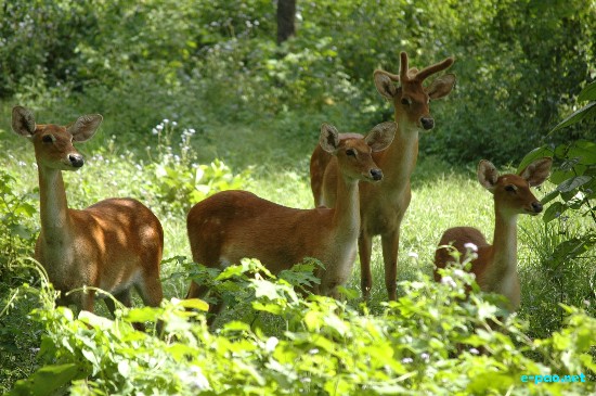 Sangai : The endemic, rare and endangered Manipur Brow-antlered deer in February 2009