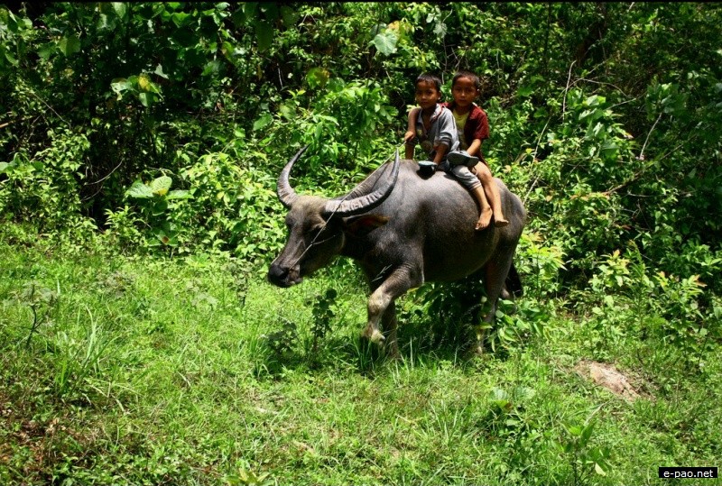 Two kids riding a buffalo on the way to Leimatak in June 2012  :: June 2012