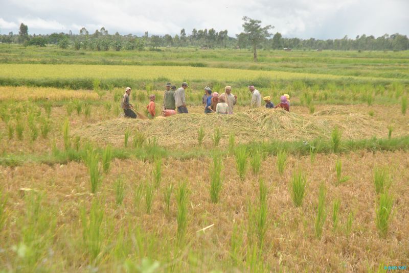 The condition of Paddy field in Thoubal in last week of July 2012