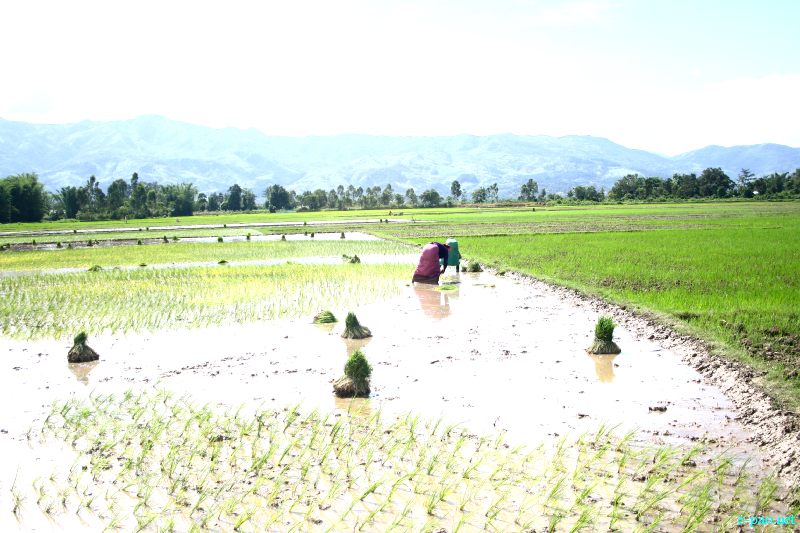 The condition of Paddy field in Nambol Areas in last week of July 2012