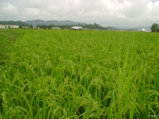 Rice Field at the foot of the Cheirao Ching in October 2008