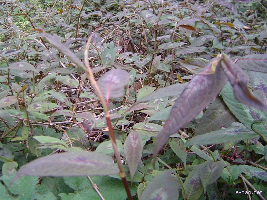 Flora of Mount Koubru :: 2005
