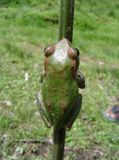 A frog  that is found in Koubru hills ( 2005)