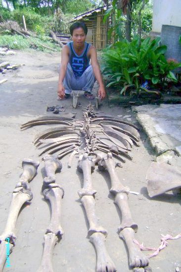Unknown Animal Bone from Loktak Lake :: 29th May 2009