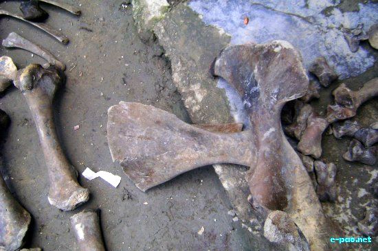 Unknown Animal Bone from Loktak Lake :: 29th May 2009