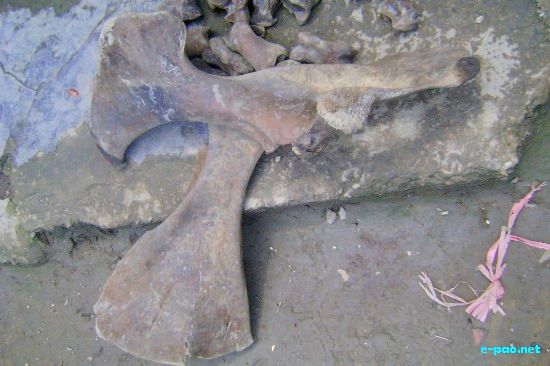 Unknown Animal Bone from Loktak Lake :: 29th May 2009