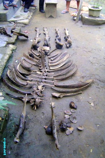 Unknown Animal Bone from Loktak Lake :: 29th May 2009