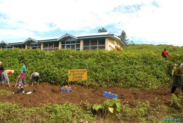 Regional Potato Farm at Mao :: July 2009