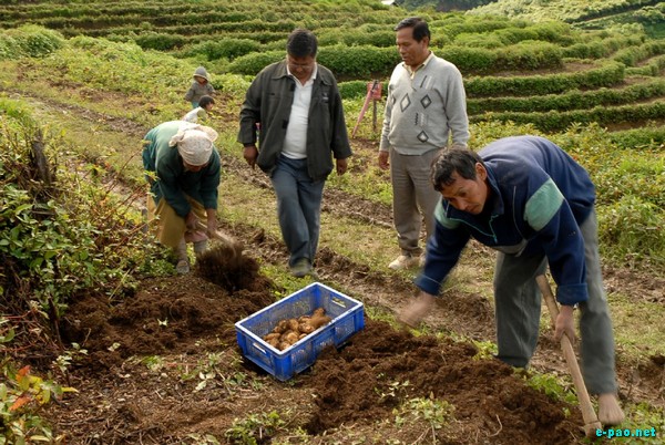 Regional Potato Farm at Mao :: July 2009