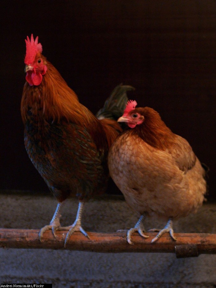 A rooster (left) and hen (right)