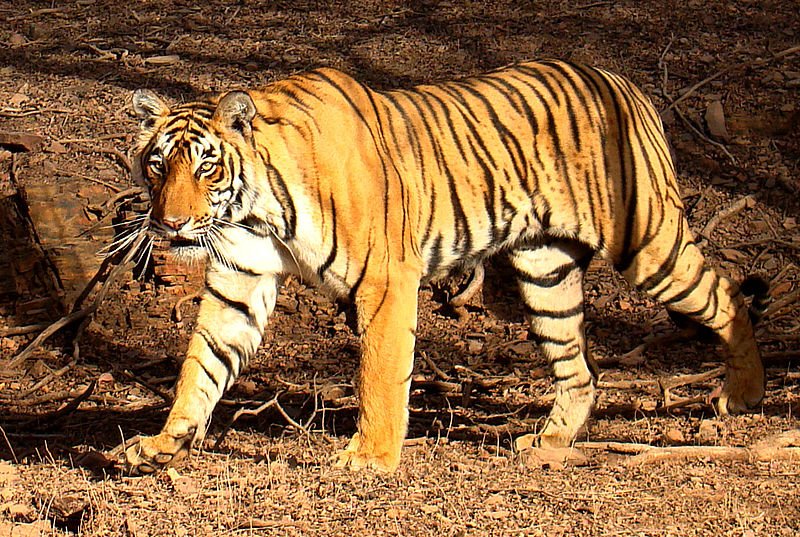 A Bengal tiger (Panthera tigris tigris) in the wild in Ranthambhore National Park, Rajasthan, Indiay 