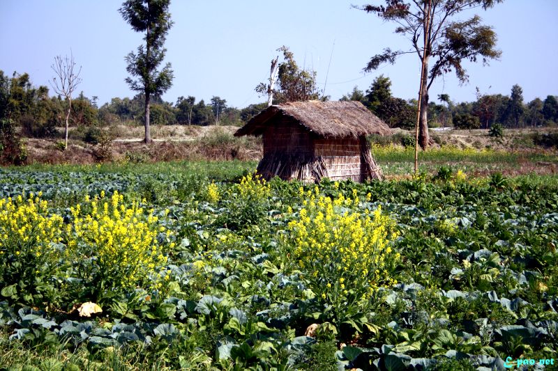 Flora of Manipur by Banti Phurailatpam :: February 2012 ~ Pictures from ...