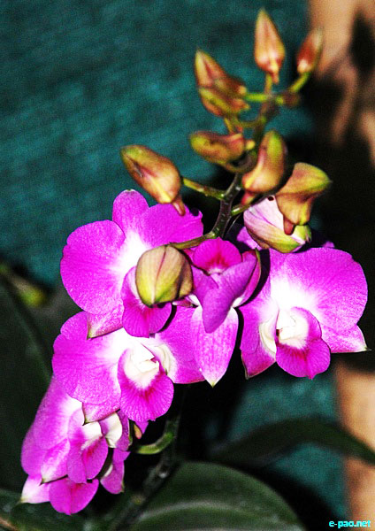 Orchids of Manipur by Bullu Raj :: April 2012 ~ Pictures from Manipur