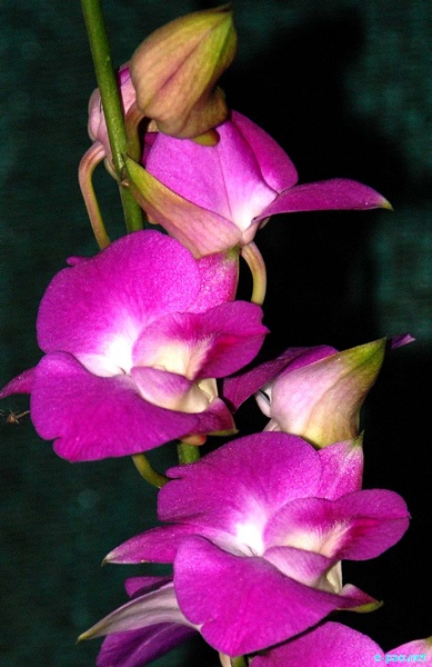 Orchids of Manipur by Bullu Raj :: April 2012 ~ Pictures from Manipur