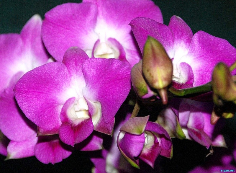 Orchids of Manipur by Bullu Raj :: April 2012 ~ Pictures from Manipur