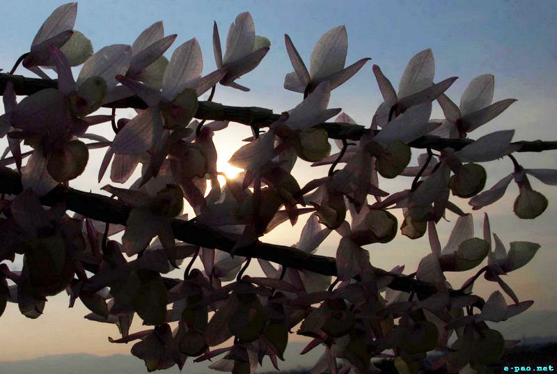 Orchids of Manipur by Bullu Raj :: April 2012 ~ Pictures from Manipur