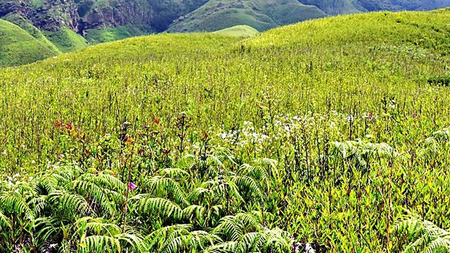 Beautiful Landscape of Dzuko valley, Senapati District :: June 2016 :: # 4